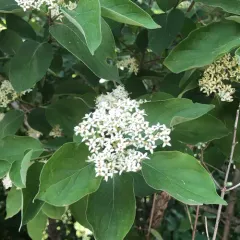 roughleaf dogwood thumbnail 2