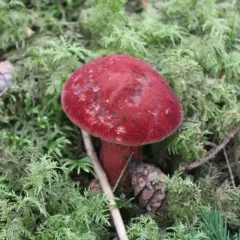 two-colored bolete thumbnail 1
