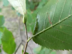 Wrinkled Hophornbeam Blotch Miner Moth thumbnail 4