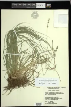 Grey Sedge thumbnail 2