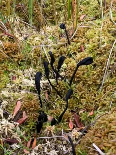 Geoglossum sphagnophilum thumbnail 1