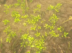 Threestamen Waterwort thumbnail 3