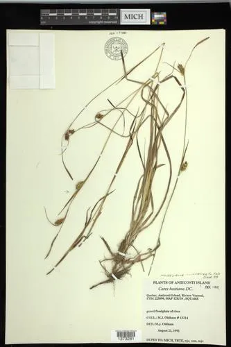 Tawny Sedge