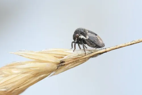 Gargara genistae