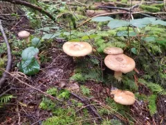 tacked milkcap thumbnail 4