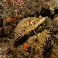 European Flat Oyster thumbnail 3