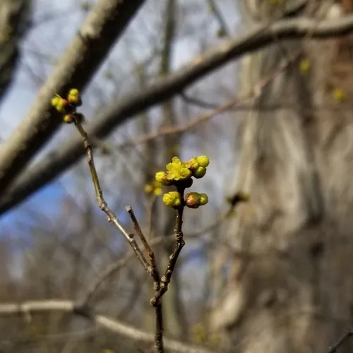 northern spicebush