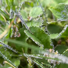 Physarum cinereum thumbnail 4