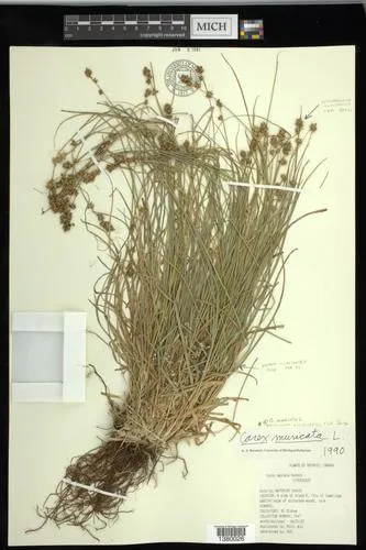 Prickly Sedge