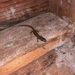 Southern Alligator Lizard thumbnail 3