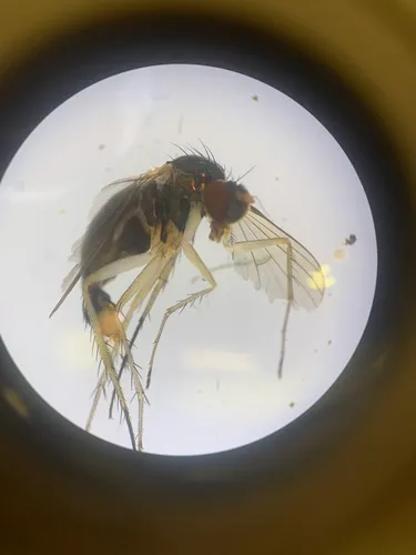 Dolichopus orichalceus