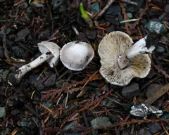 Inocybe albodisca thumbnail 2