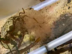 tubular hydroid thumbnail 4