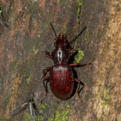Gastrellarius honestus thumbnail 2