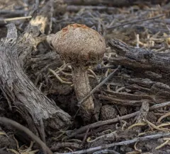 Sandy Stilt-puffball thumbnail 2