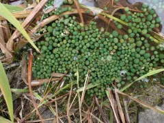 Nostoc kihlmanii thumbnail 3