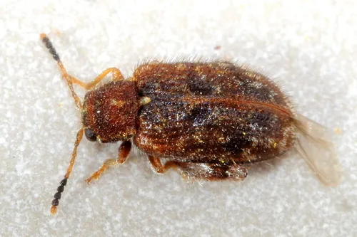 Distigmoptera apicalis