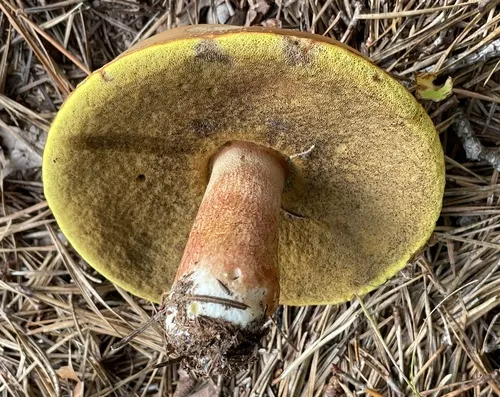 almost bluing king bolete
