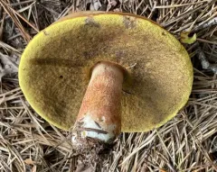 almost bluing king bolete thumbnail 1