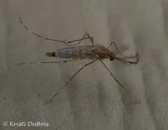 Western Encephalitis Mosquito thumbnail 4