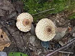 Lepiota cortinarius thumbnail 2