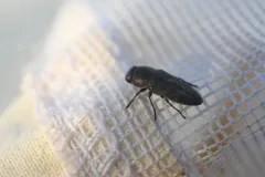 Sphenoptera jugoslavica thumbnail 1