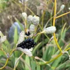 Blackberry Lily thumbnail 2