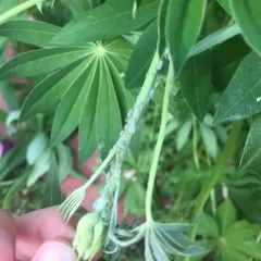 Lupine Aphid thumbnail 2