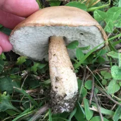 aspen bolete thumbnail 3