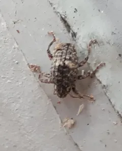 Pecan Shoot Curculio thumbnail 2