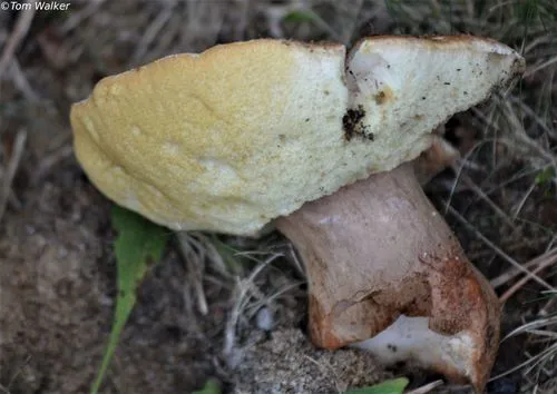Gyroporus roseialbus