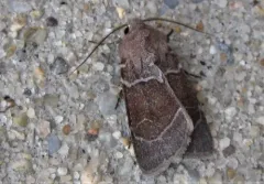 Violet Dart thumbnail 2