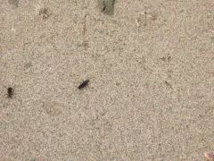 Ceropales bipunctata thumbnail 3
