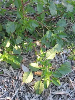 Palmer's Amaranth thumbnail 3