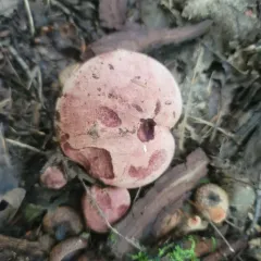 pinkmottle woodwax thumbnail 3