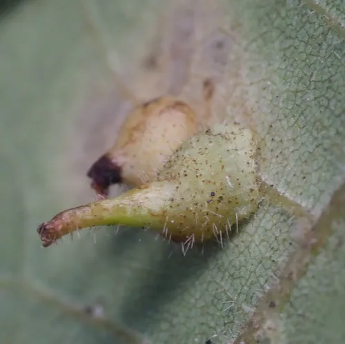 Caryomyia inclinata