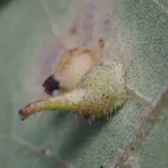 Caryomyia inclinata thumbnail 1