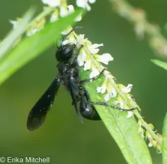 Isodontia philadelphica thumbnail 3