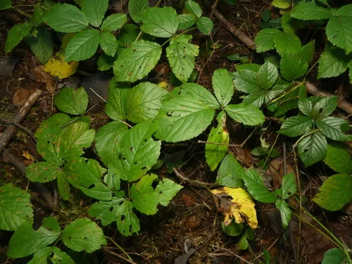 rambling dewberry