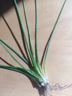 northern quillwort thumbnail 2