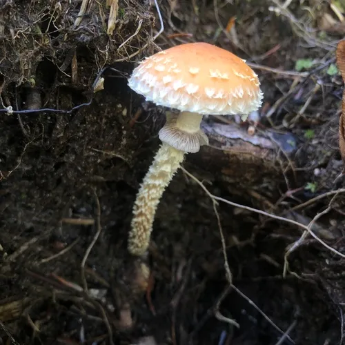 Leratiomyces squamosus