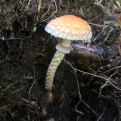Leratiomyces squamosus thumbnail 1