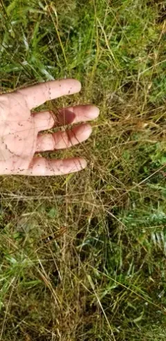 warty panic grass thumbnail 4