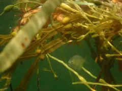 Butterfish thumbnail 3