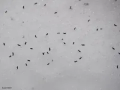 Hypogastrura nivicola thumbnail 3