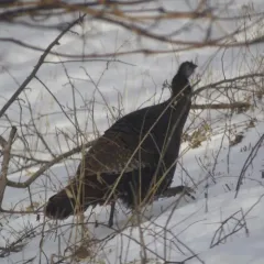 Wild Turkey thumbnail 4