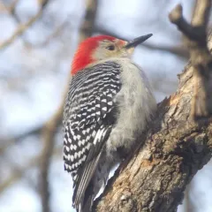 Red-bellied Woodpecker thumbnail 3
