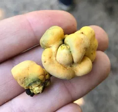 Thuemenella cubispora thumbnail 2