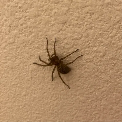 Hobo Spider