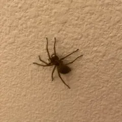Hobo Spider thumbnail 1